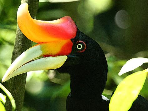 Birds With Strange Beaks .